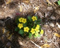 chrysogonum virginianum 3-11.jpg